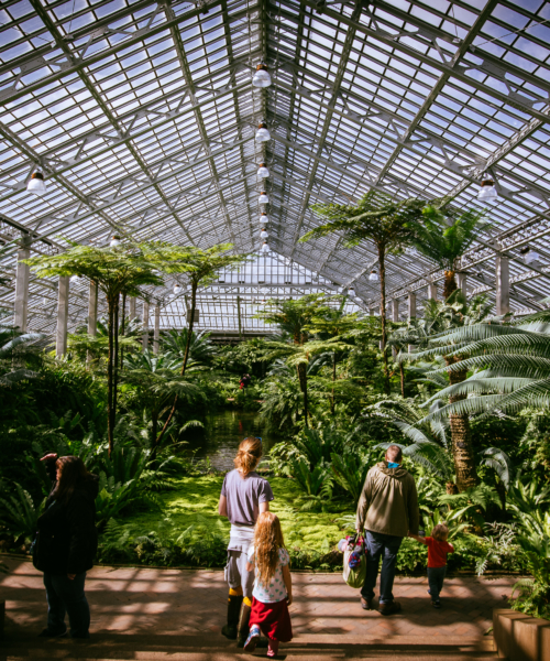 Garfield Park Conservatory fern room