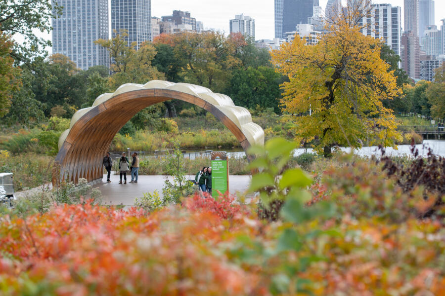 Fall foliage in Chicago