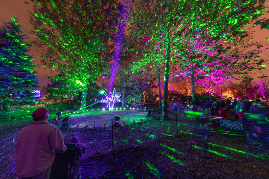 Illumination: Tree Lights at Morton Arboretum