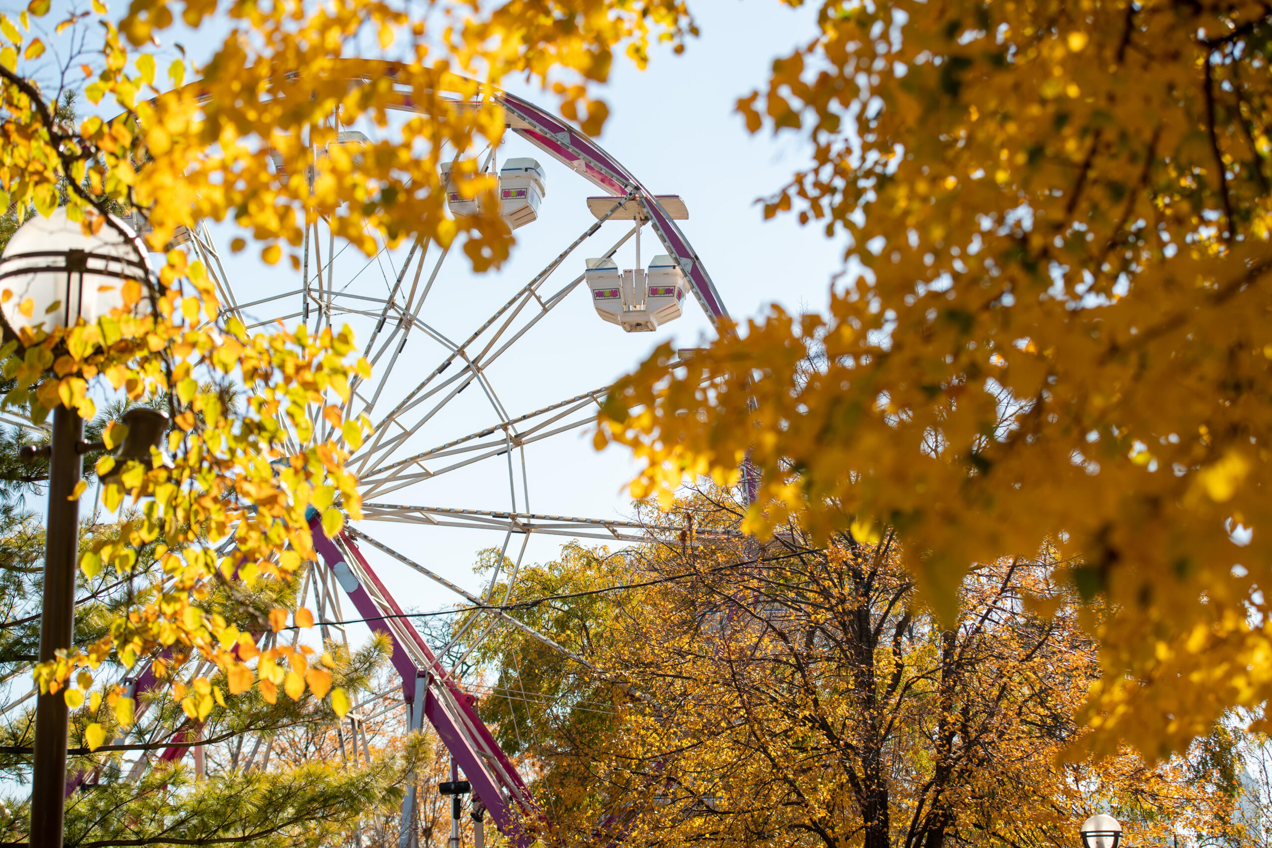 Lincoln Park Zoo Fall Fest